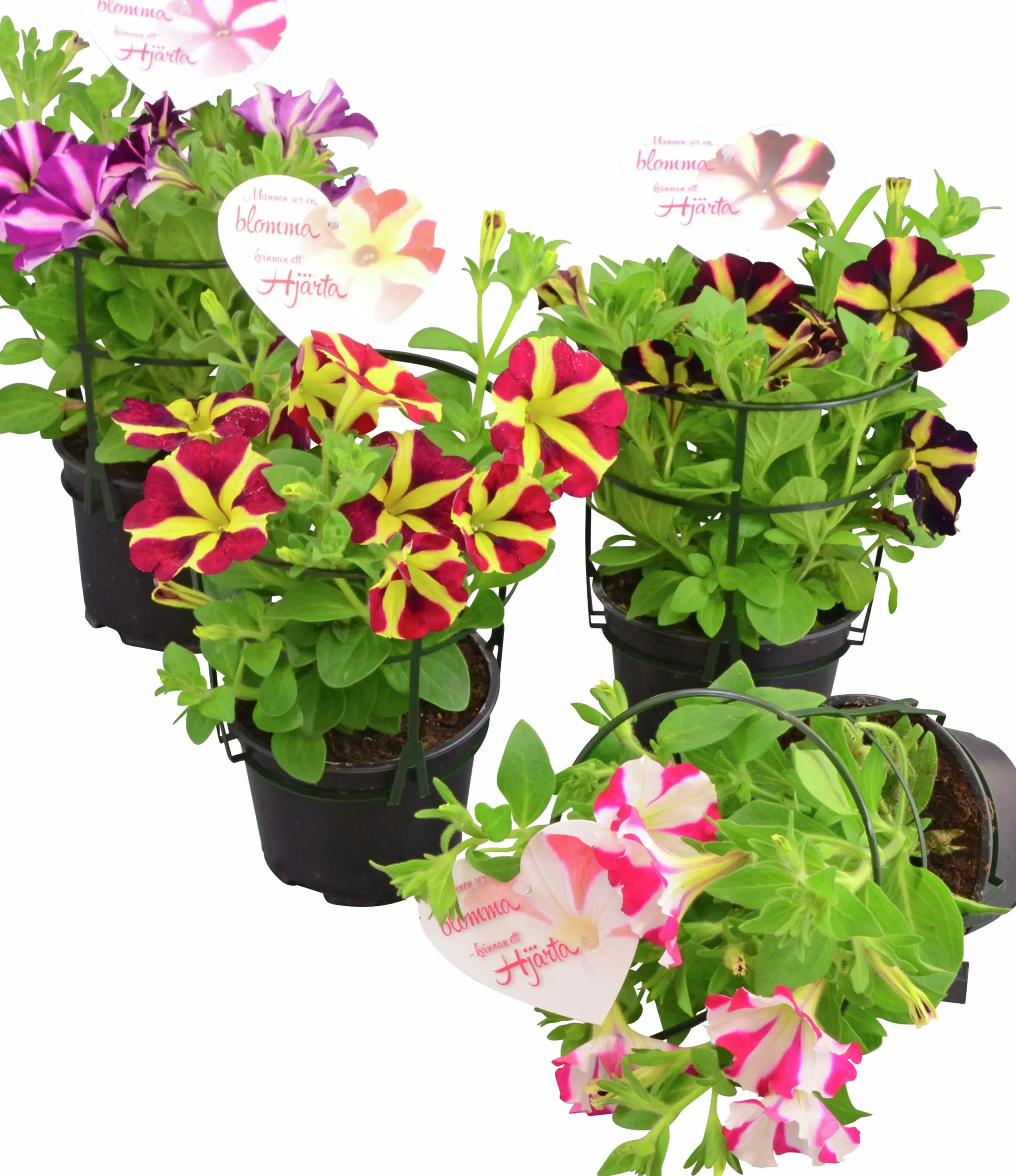 Petunia lat. Petunia x hybrida Amore Serien>Mäster Grön Outlet