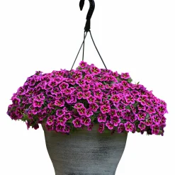 Petunia Party Småblom Cabaret Gn Kiss>Mäster Grön Discount