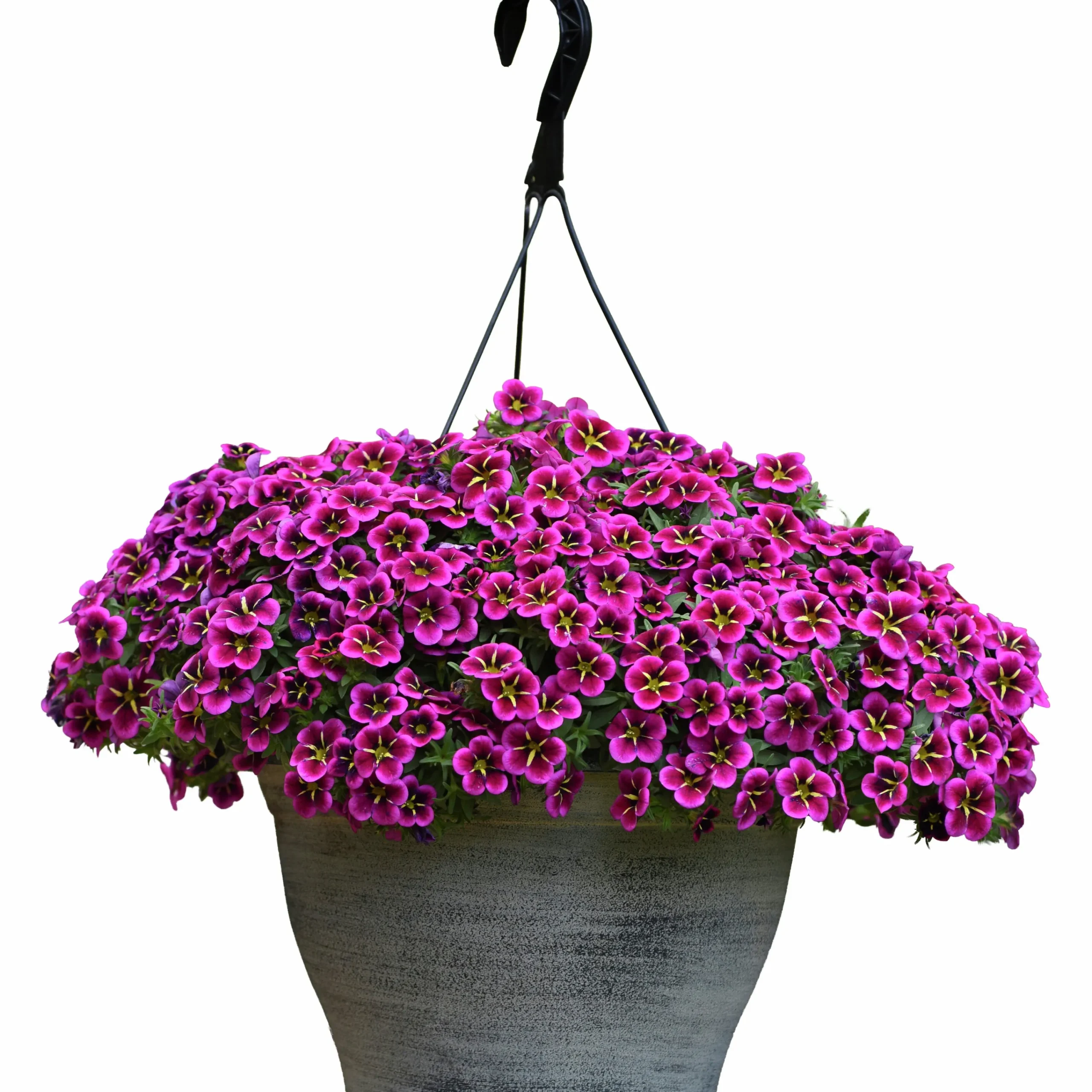Petunia Party Småblom Cabaret Gn Kiss>Mäster Grön Discount