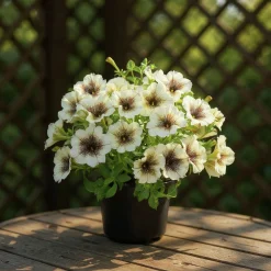 Petunia Party lat. Petunia surfinia 'Cappuccino'>Mäster Grön Best