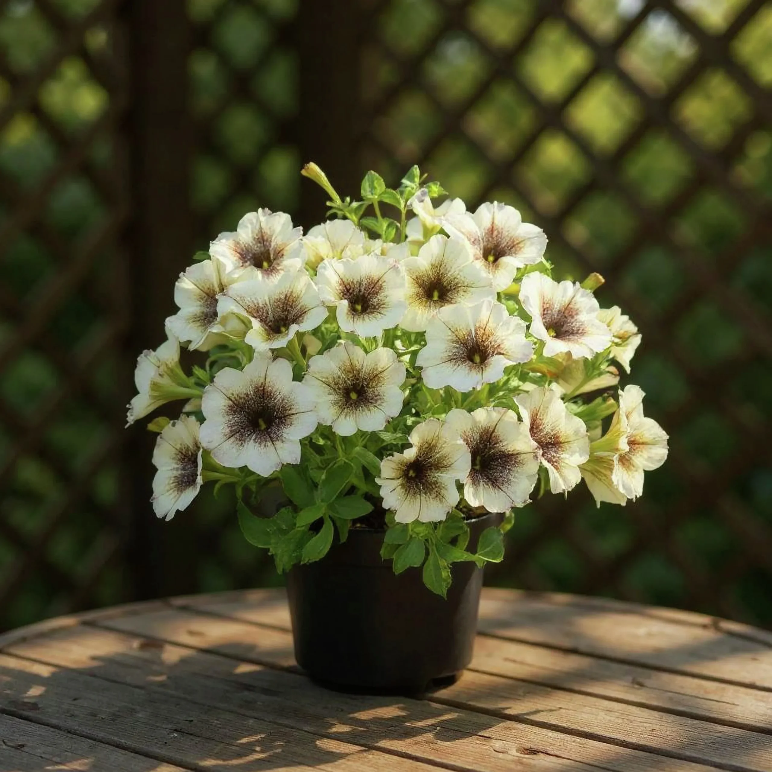 Petunia Party lat. Petunia surfinia 'Cappuccino'>Mäster Grön Best