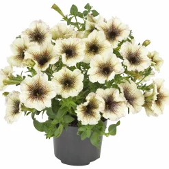 Petunia Party lat. Petunia surfinia 'Cappuccino'>Mäster Grön Best