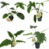 Philodendron Exklusiv Mix i 11cm kruka>Danblumen Clearance
