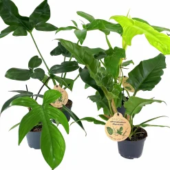 Philodendron Exklusiv Mix i 11cm kruka>Danblumen Clearance
