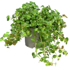 Pilea lat. Pilea spp. Mix><noscript><img width=