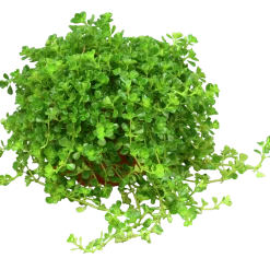 Pilea lat. Pilea spp. Mix><noscript><img width=