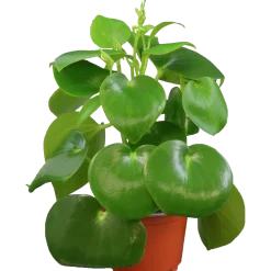 Pilea lat. Pilea spp. Mix><noscript><img width=