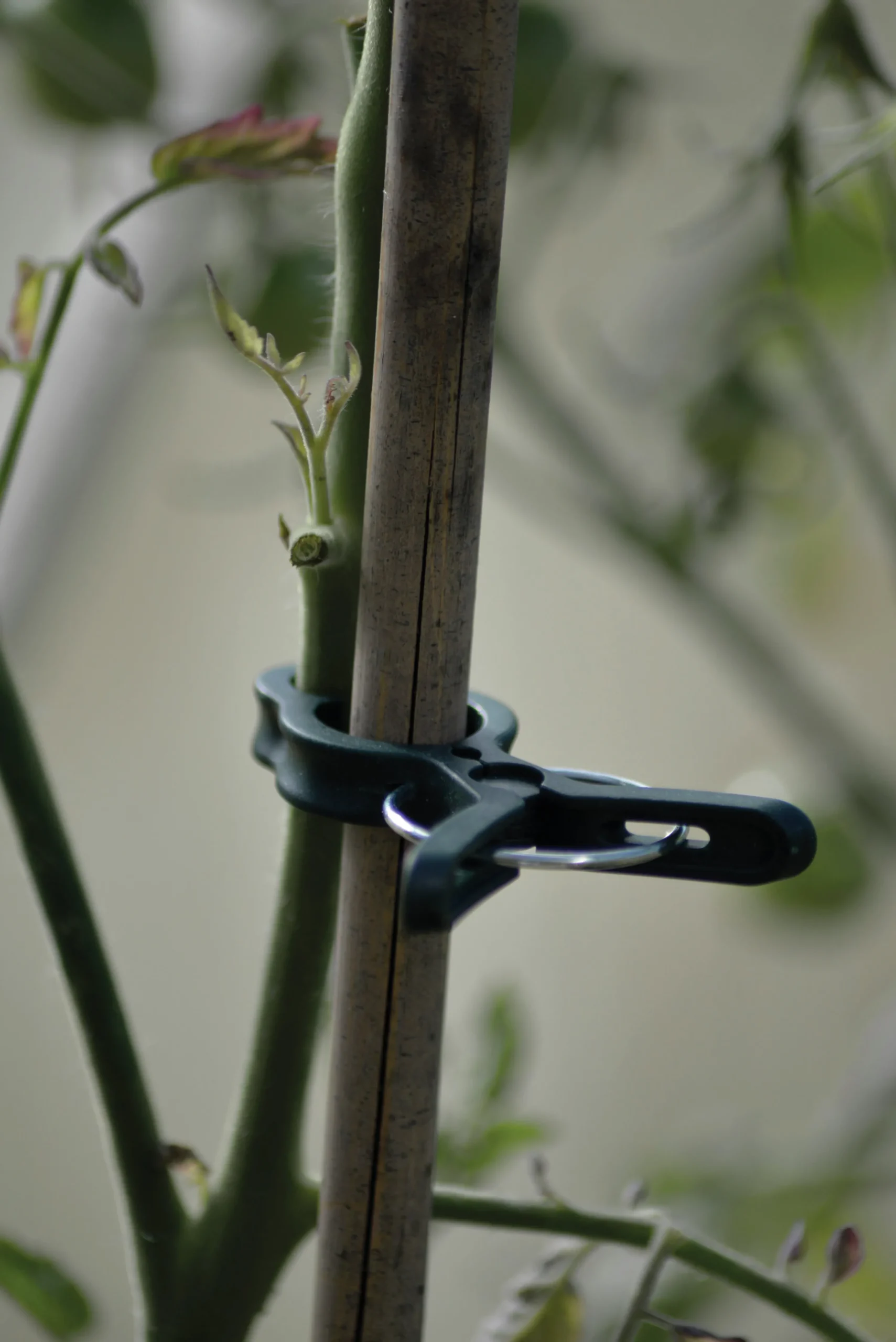 Plantclips Strong 20-p>Nelson Garden Sale