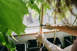 Plantclips Strong 20-p><noscript><img width=