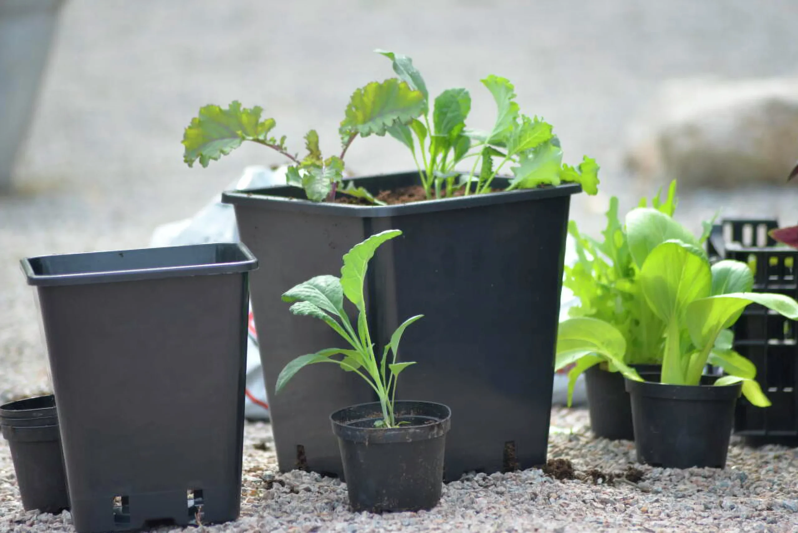 Plastkruka Fyrkantig Svart 25x25x26cm>Nelson Garden Clearance