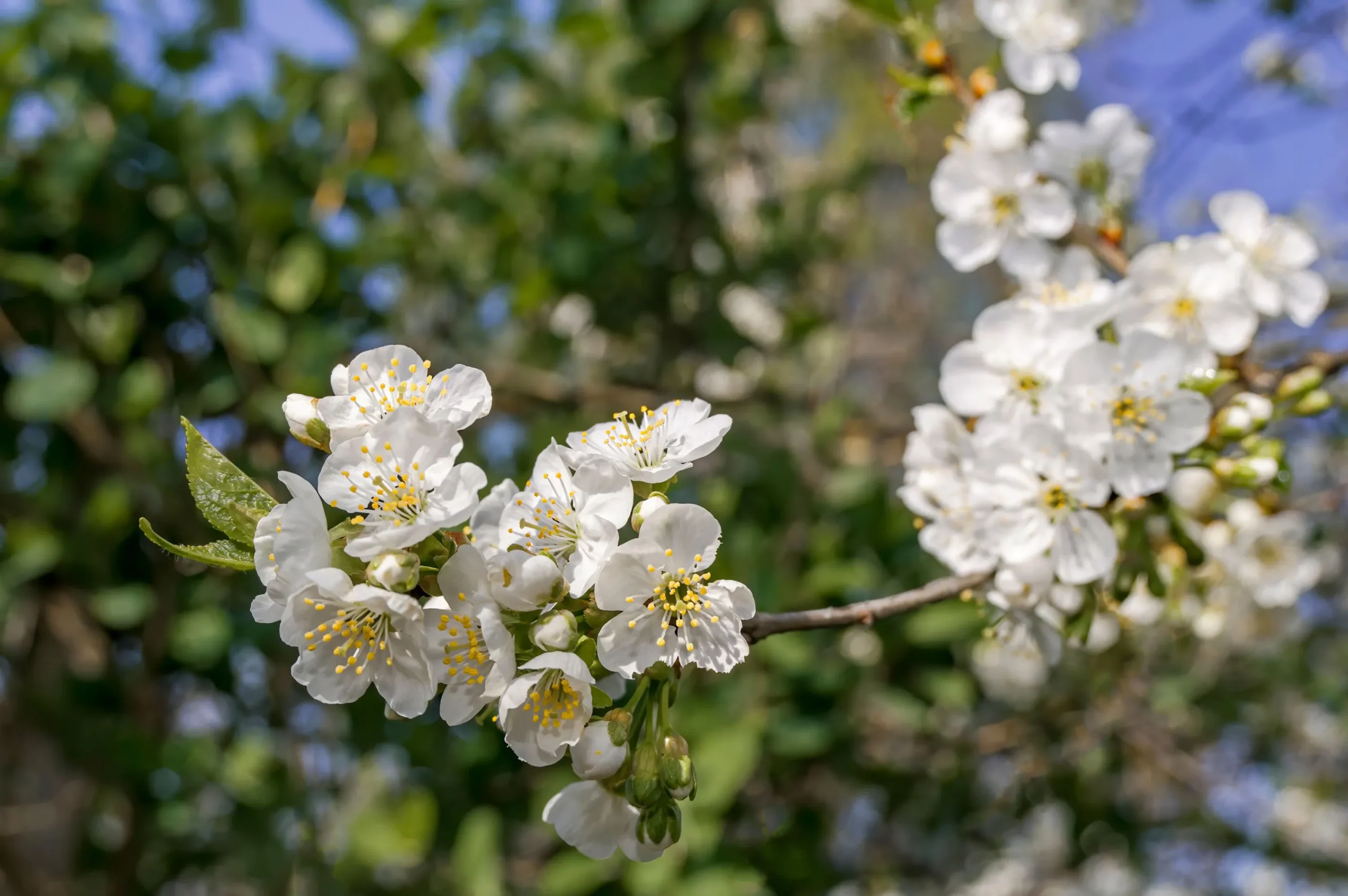Plommon 'Herman'>Omnia garden Hot