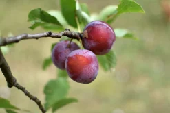 Plommon 'Jubileum'>Omnia garden