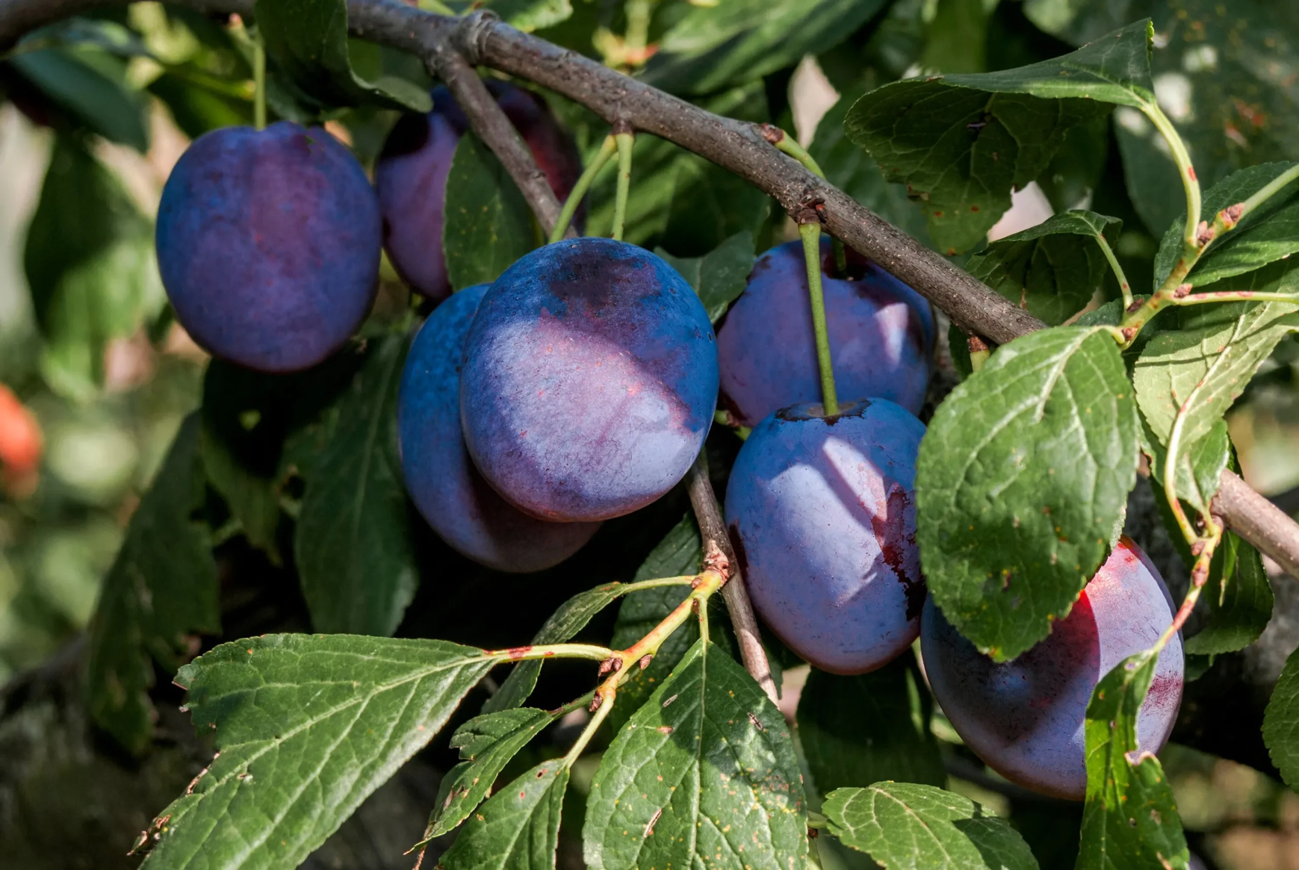 Plommon 'Opal'>Omnia garden Online