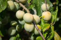 Plommon 'Reine Claude d'Oullins'>Omnia garden New