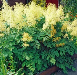 Plymspirea klassisk>Omnia garden New