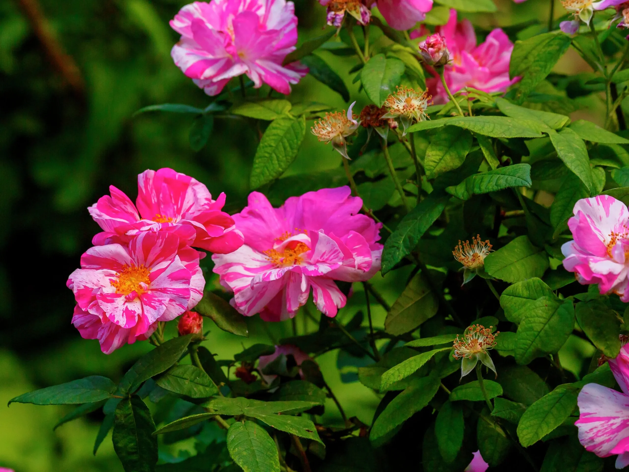 Polkagrisros 'Mundi' Barrotad>Omnia garden