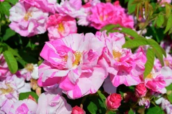 Polkagrisros 'Mundi' Barrotad>Omnia garden
