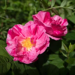Polkagrisros 'Mundi' Barrotad><noscript><img width=