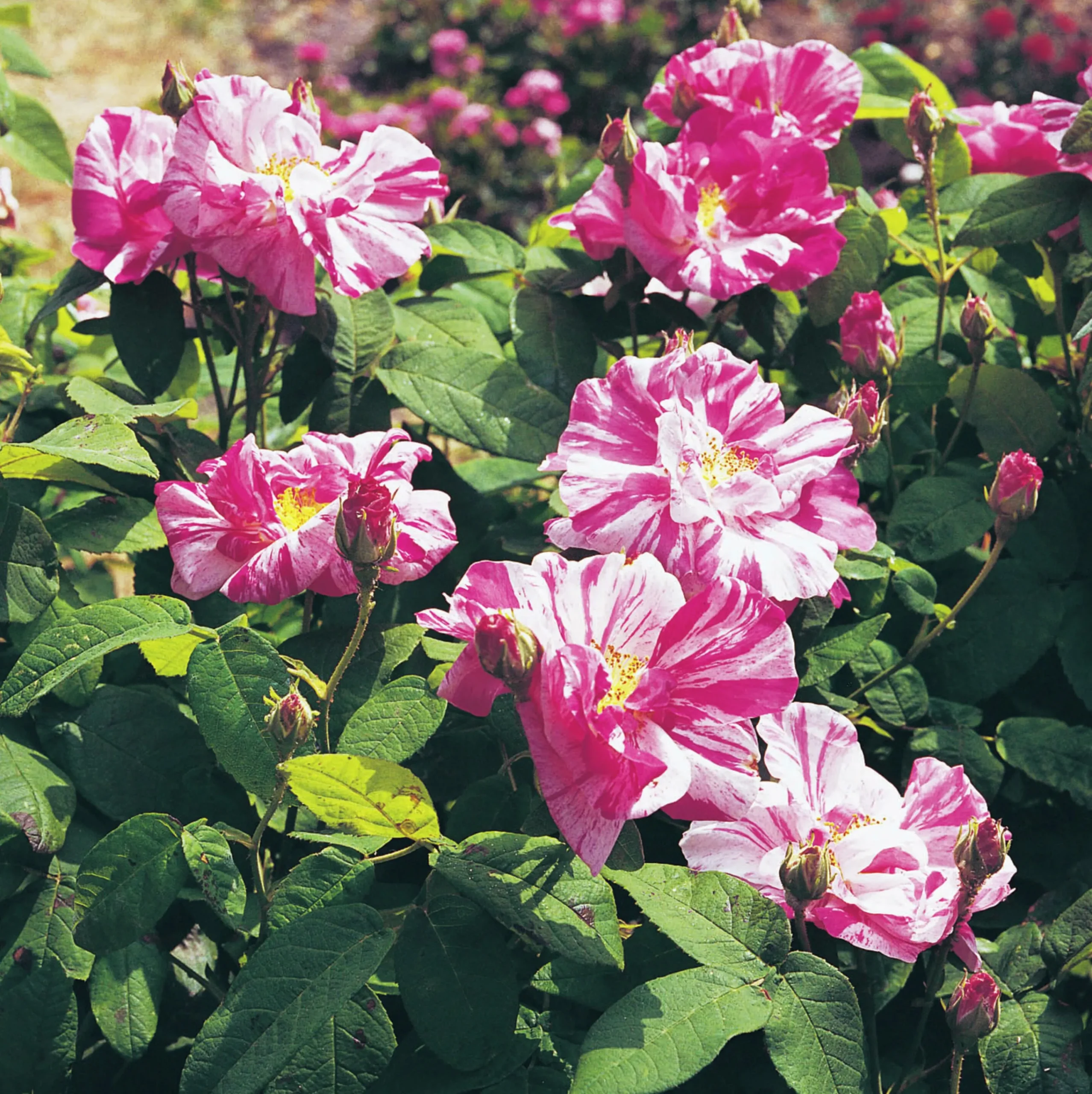 Polkagrisros 'Mundi' Barrotad>Omnia garden