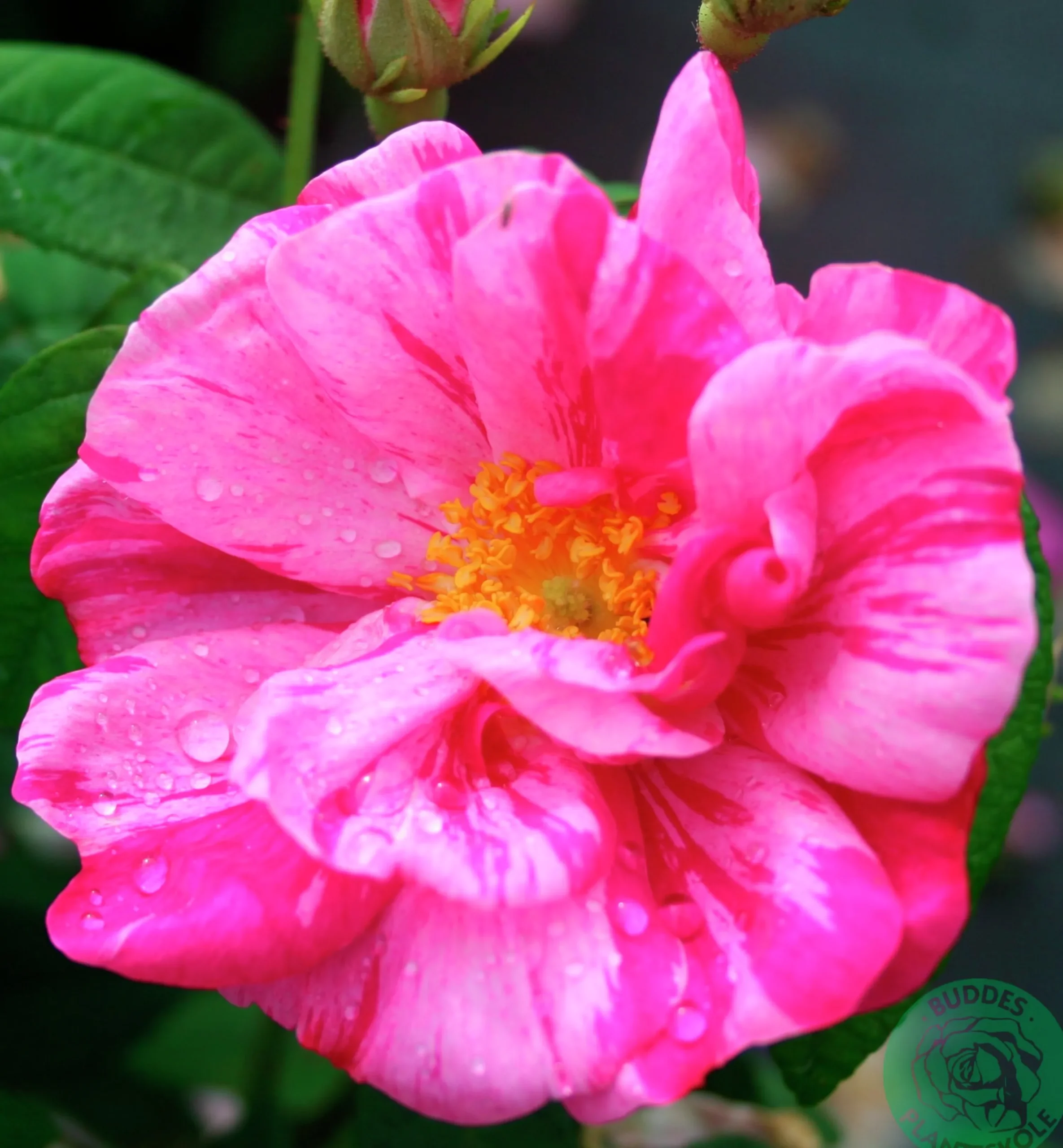 Polkagrisros 'Mundi' Barrotad>Omnia garden