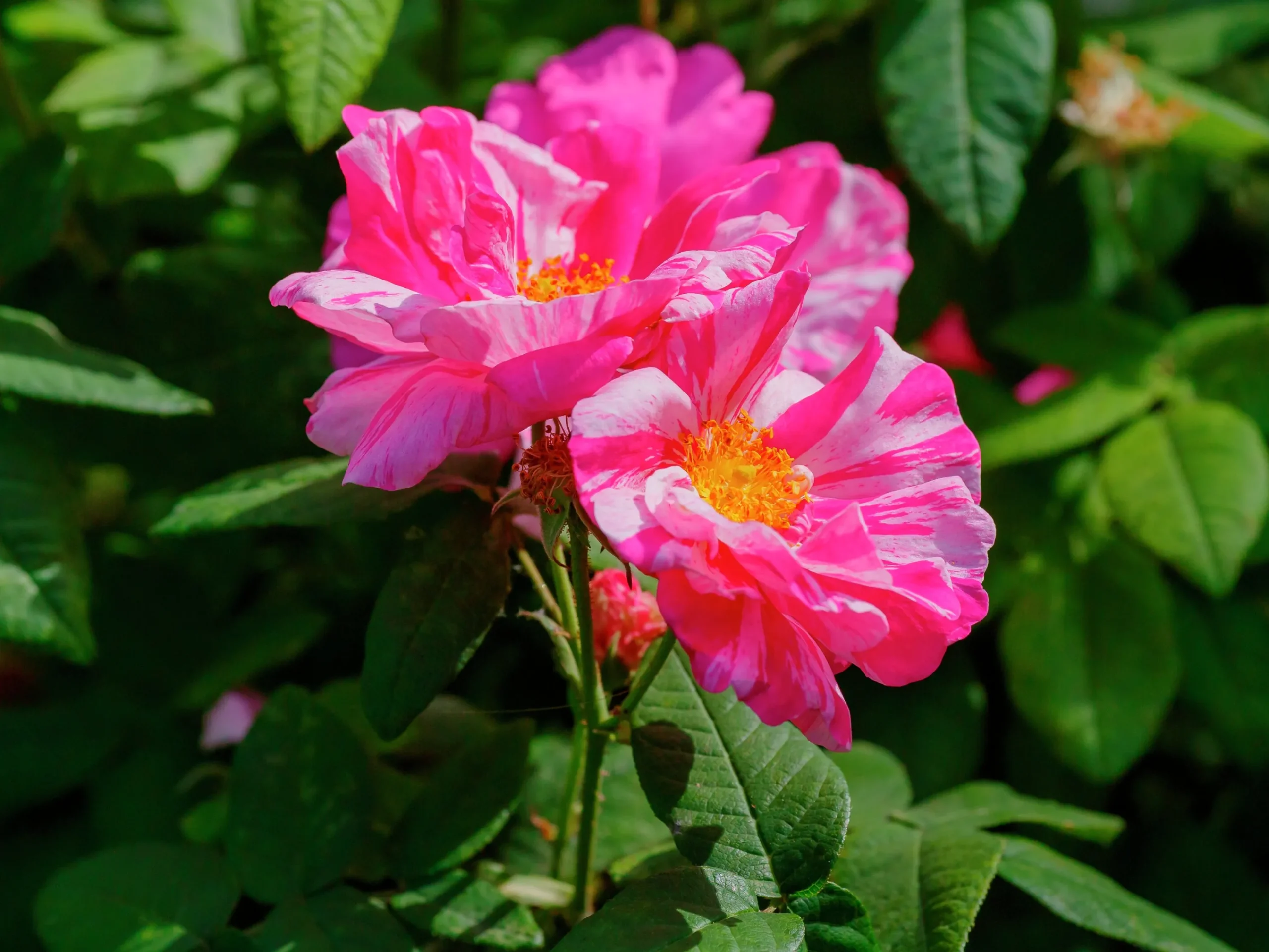 Polkagrisros 'Mundi' Barrotad>Omnia garden