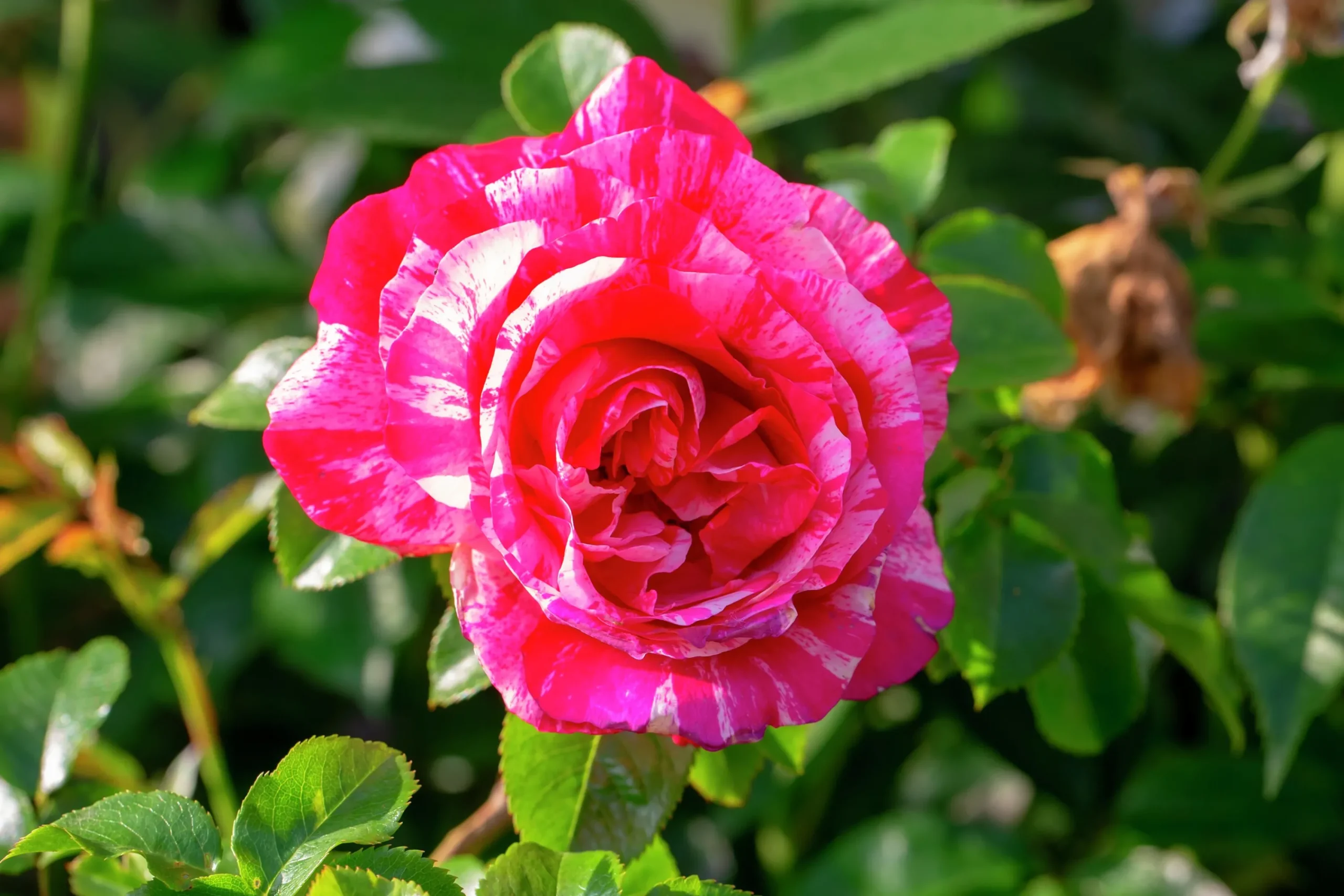 Polkagrisros 'Mundi' Barrotad>Omnia garden