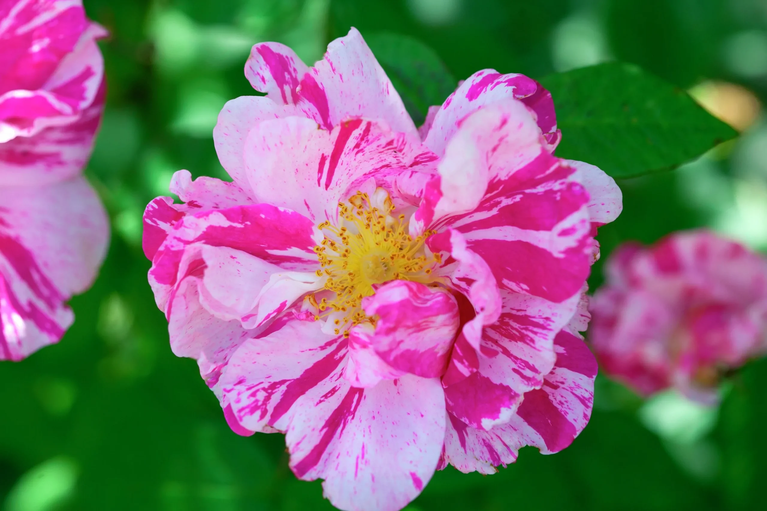 Polkagrisros 'Mundi' Barrotad>Omnia garden