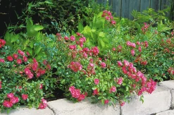 Polyantharos 'Fairy Dance' 'Harward' Barrotad>Omnia garden Outlet