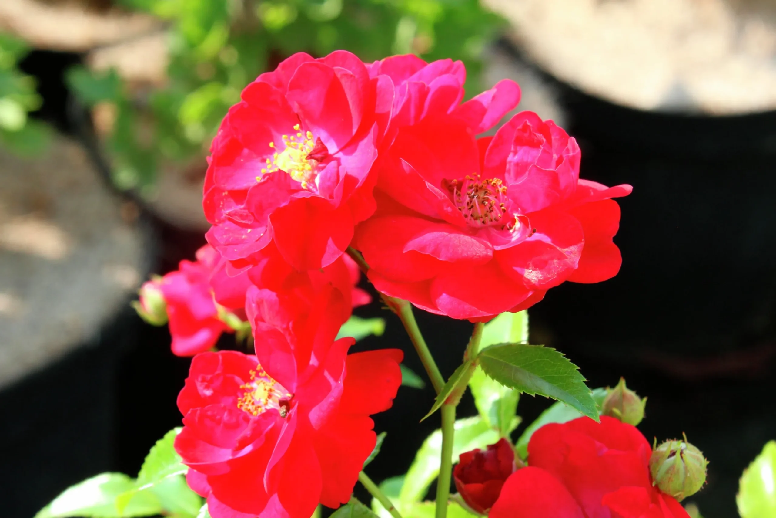 Polyantharos 'Fairy Dance' 'Harward' Barrotad>Omnia garden Outlet