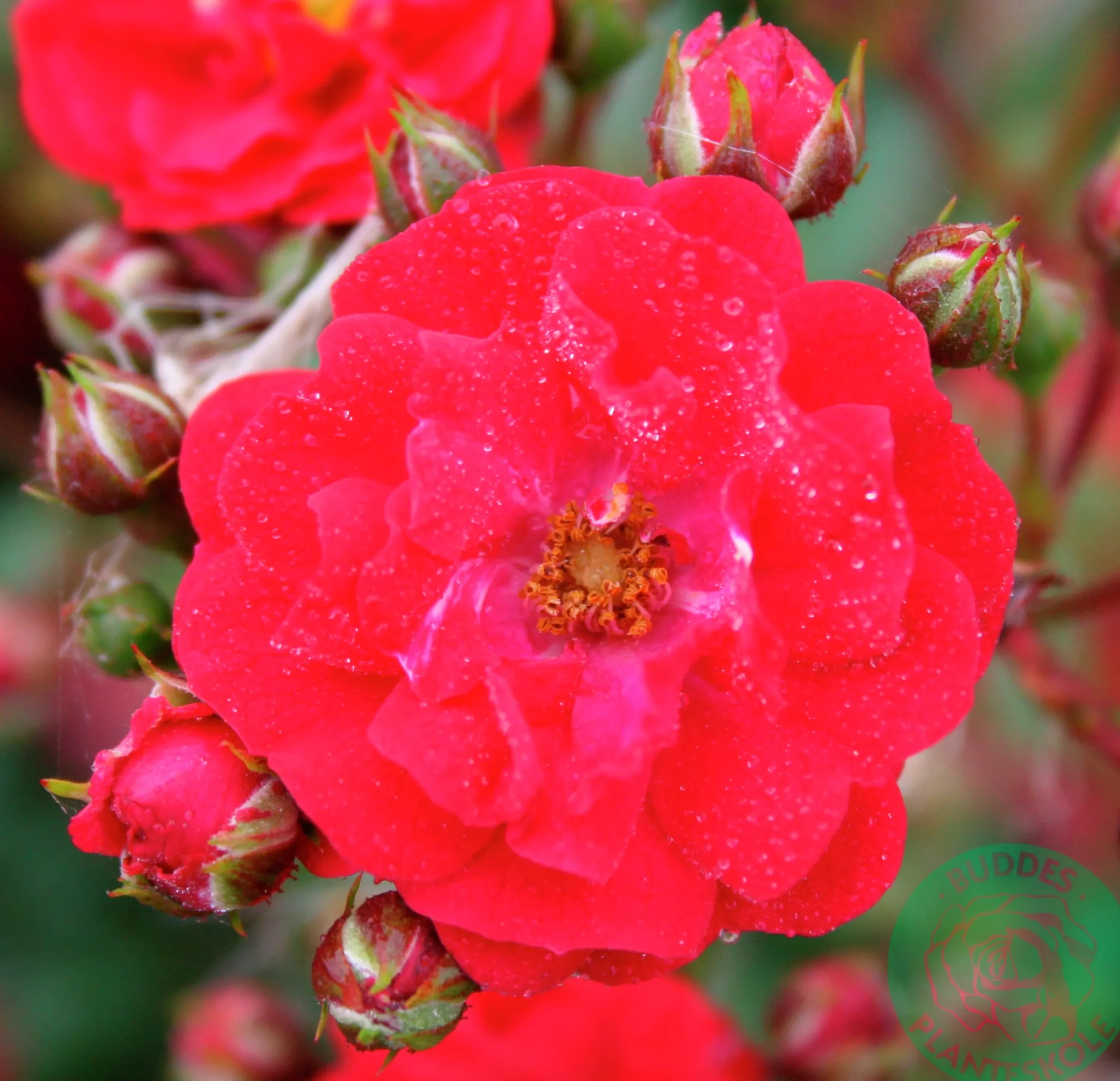 Polyantharos 'Fairy Dance' 'Harward' Barrotad>Omnia garden Outlet