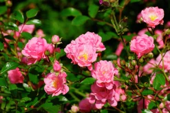 Polyantharos 'The Fairy' Barrotad><noscript><img width=