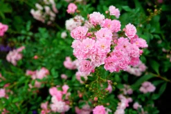 Polyantharos 'The Fairy' Barrotad><noscript><img width=