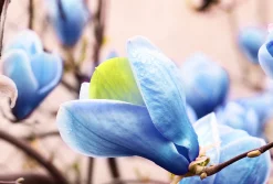 Poppelmagnolia 'Blue opal'>Omnia garden Outlet
