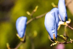 Poppelmagnolia 'Blue opal'>Omnia garden Outlet