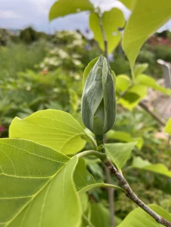 Poppelmagnolia 'Blue opal'><noscript><img width=