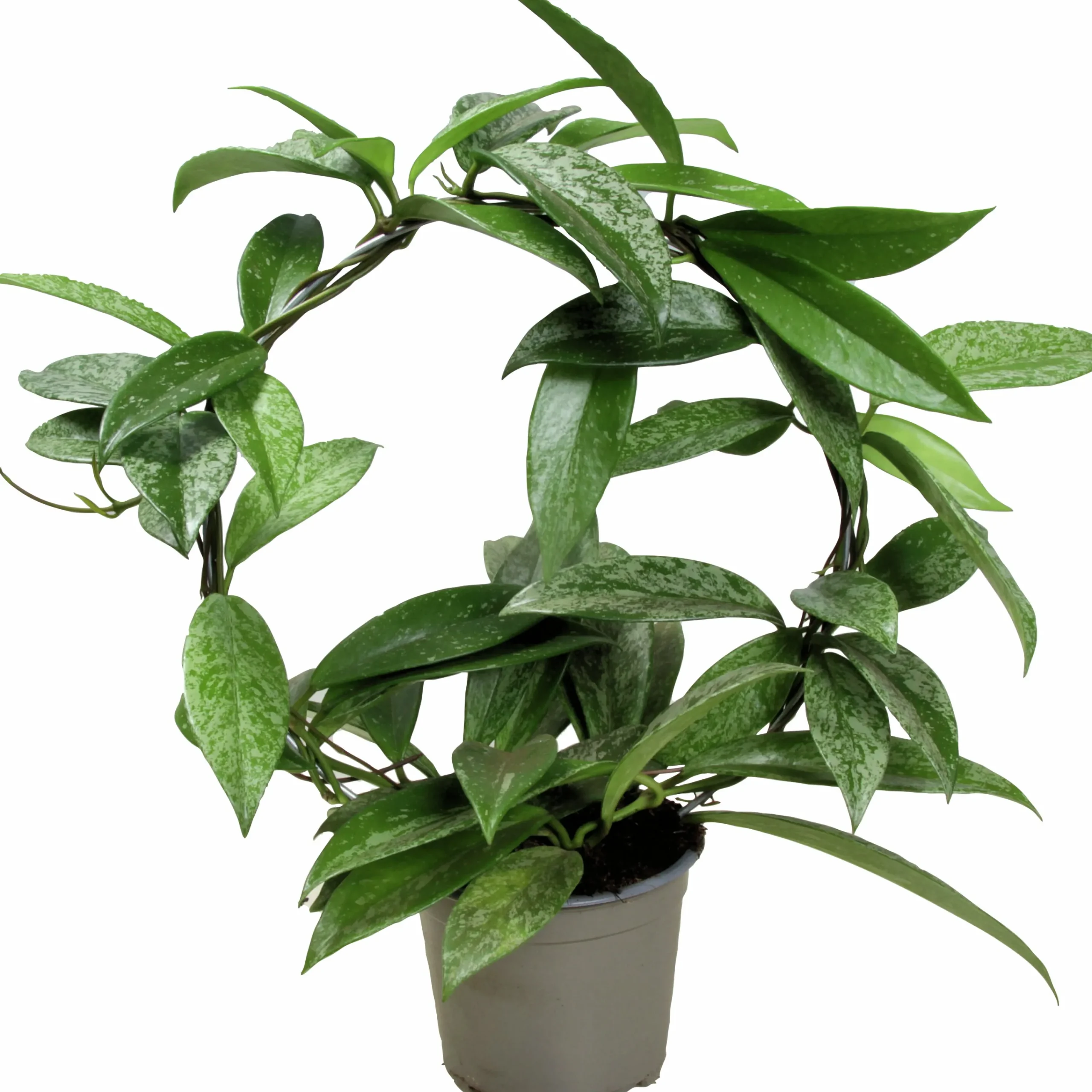 Porslinsblomma lat. Hoya carnosa på båge>Danblumen Sale