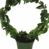 Porslinsblomma lat. Hoya carnosa 'Compacta' Båge 30cm>Mäster Grön Best