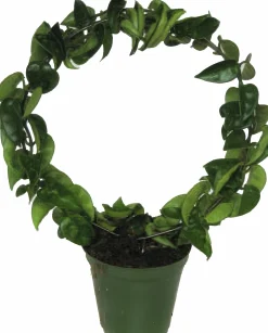 Porslinsblomma lat. Hoya carnosa 'Compacta' Båge 30cm>Mäster Grön Best