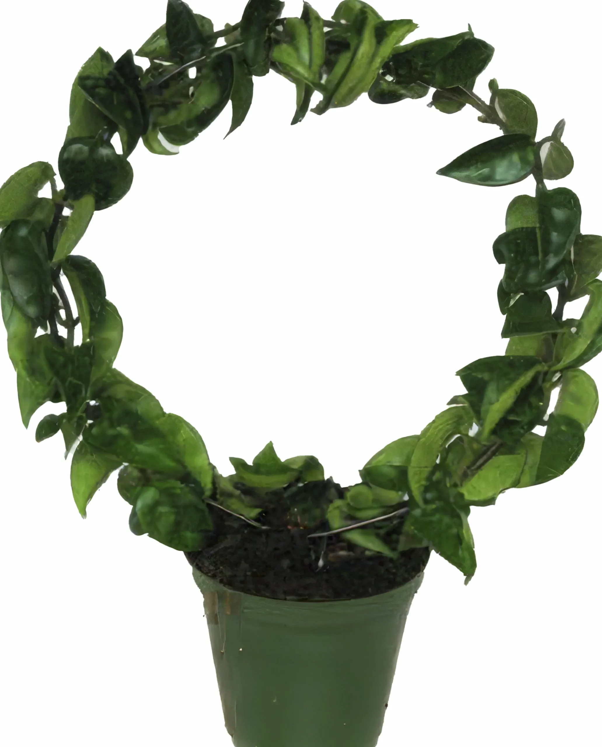 Porslinsblomma lat. Hoya carnosa 'Compacta' Båge 30cm>Mäster Grön Best
