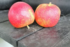 Äpple 'Agnes'>Omnia garden Online