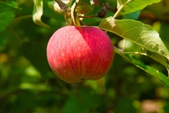 Äpple 'Agnes'>Omnia garden Online
