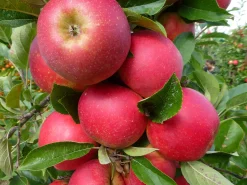 Äpple 'Agnes'><noscript><img width=