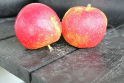 Äpple 'Agnes' Svagväxande B9>Omnia garden Outlet
