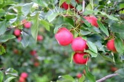 Äpple 'Agnes' Svagväxande B9><noscript><img width=