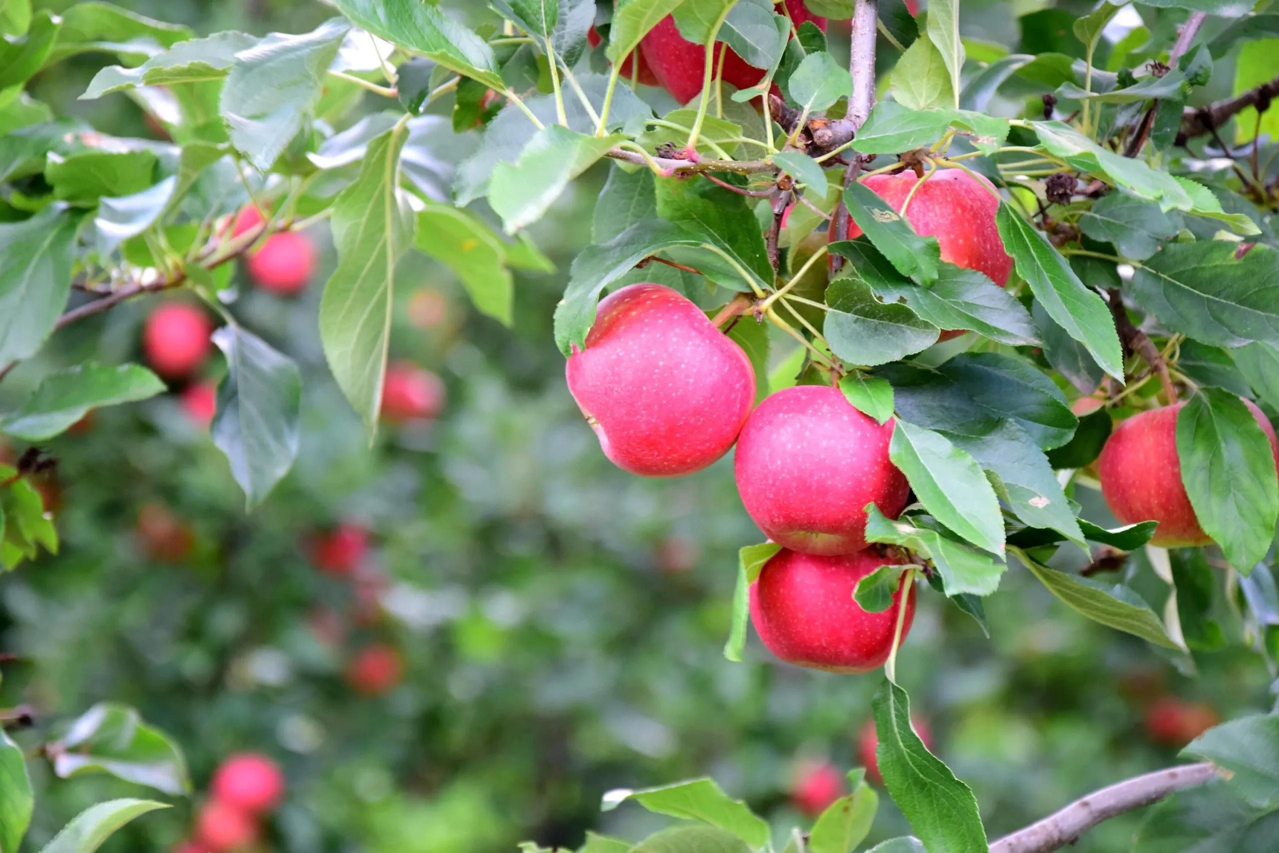 Äpple 'Agnes' Svagväxande B9>Omnia garden Outlet