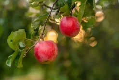 Äpple 'Alice' Krukodlad><noscript><img width=