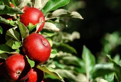 Äpple 'Amo'>Omnia garden Online