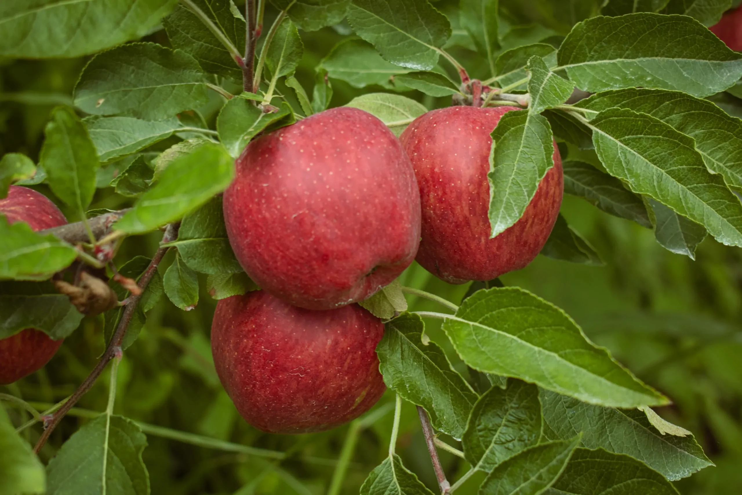 Äpple 'Amo'>Omnia garden Online