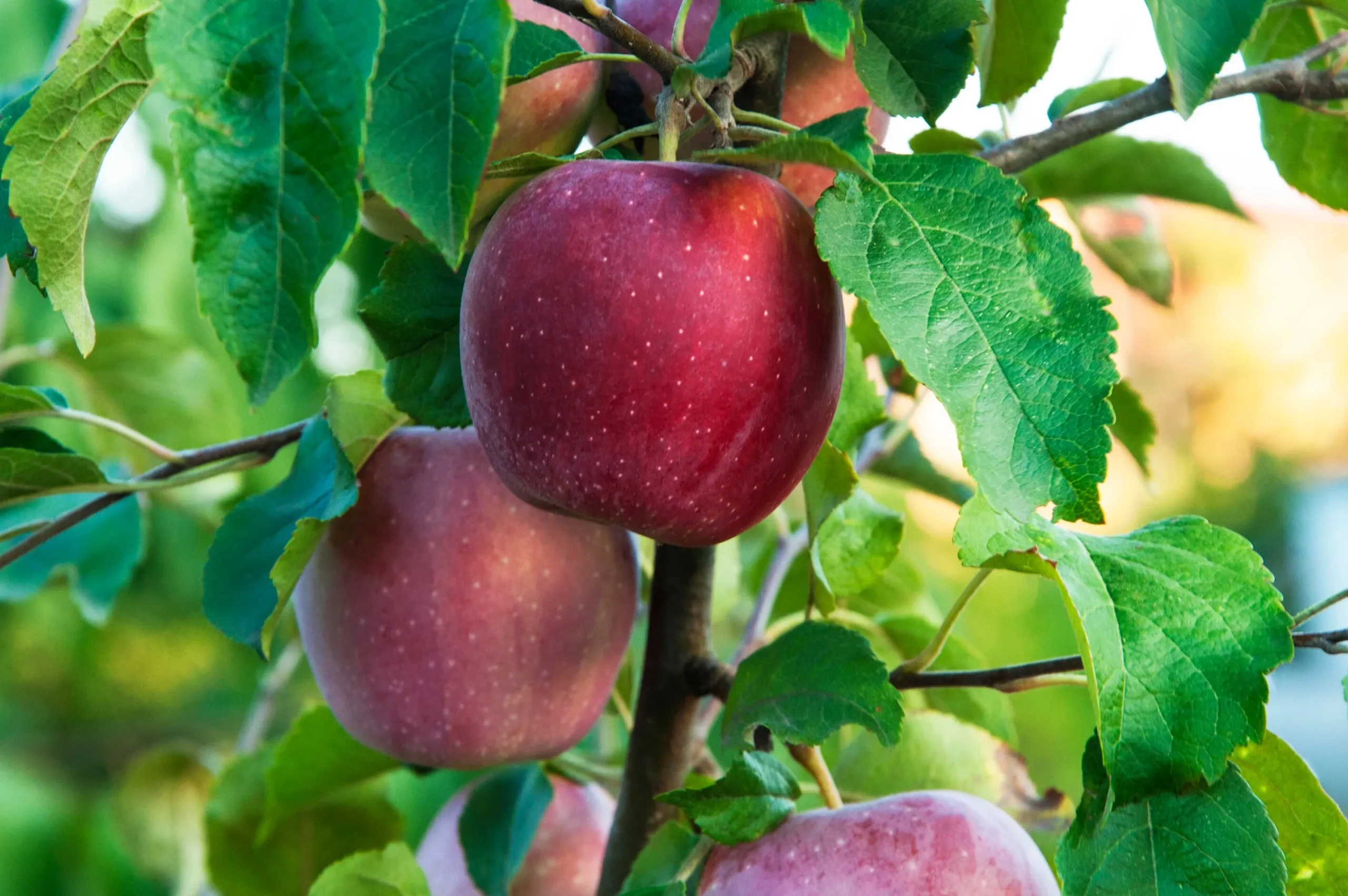 Äpple 'Amo'>Omnia garden Online