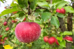 Äpple 'Aroma'>Omnia garden Clearance